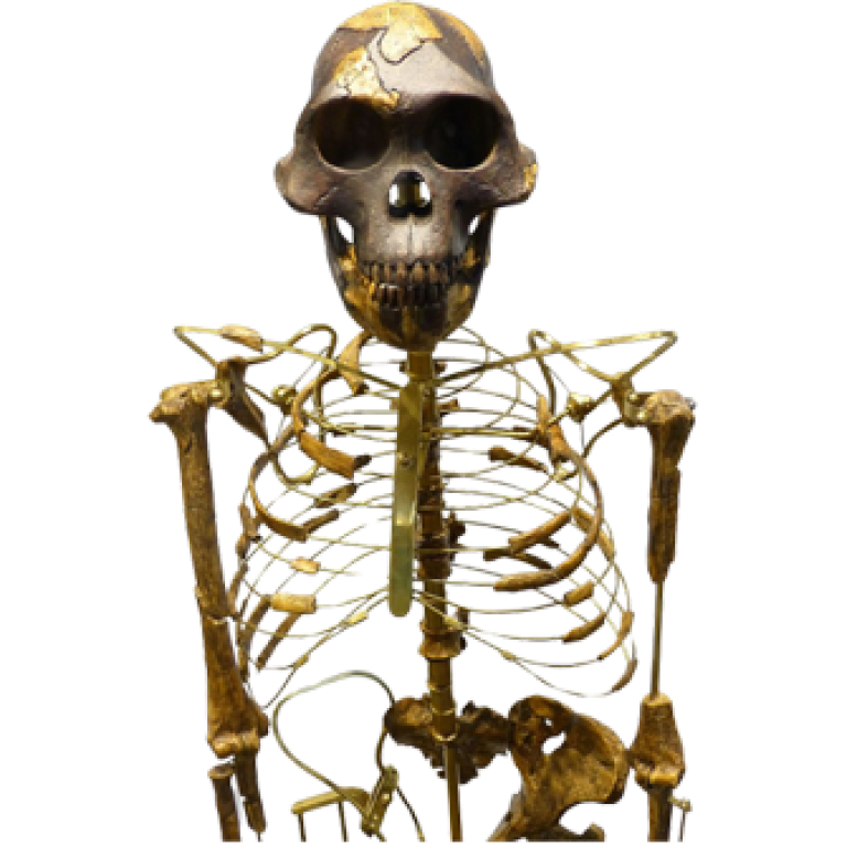 Australopithecus afarensis - Nachbildung des Skeletts von Lucy im Naturhistorischen Museum, Wien