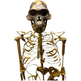 Australopithecus afarensis - Nachbildung des Skeletts von Lucy im Naturhistorischen Museum, Wien