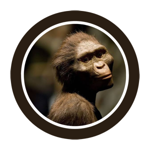 Australopithecus afarensis