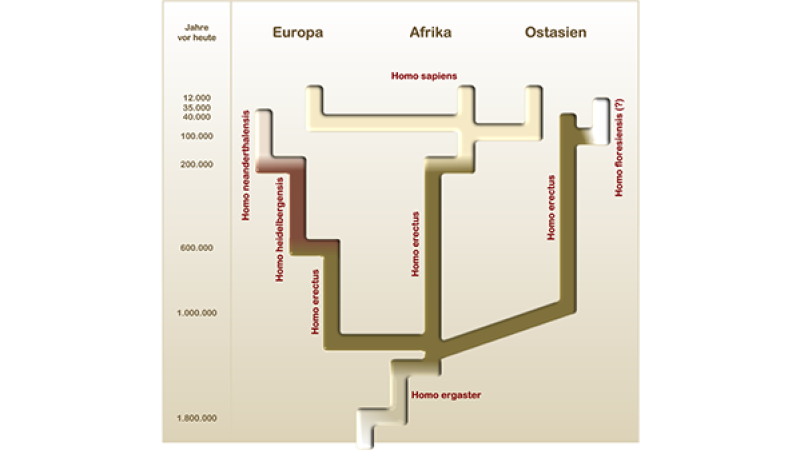 homo-erectus-1-9-mio-jahre-menschliche-evolution