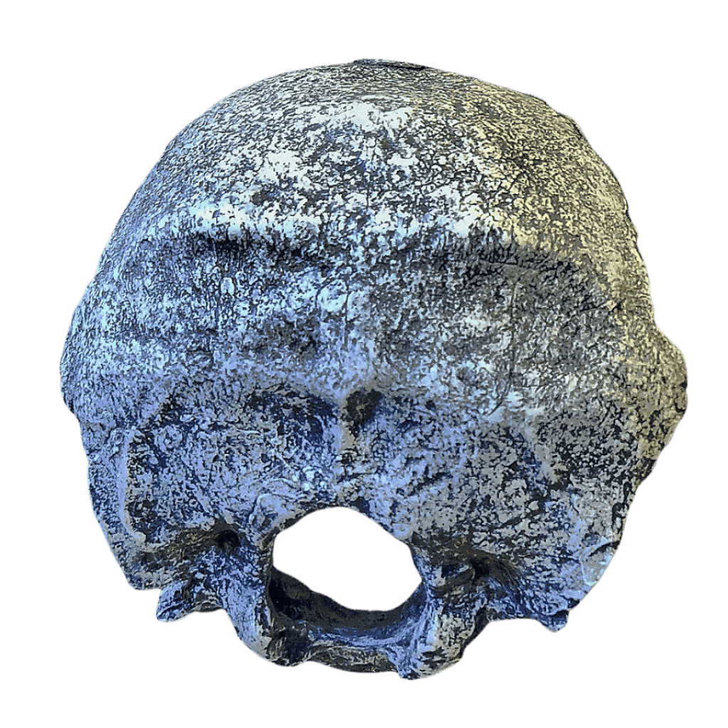 homo-heidelbergensis-prehistoric-evolution