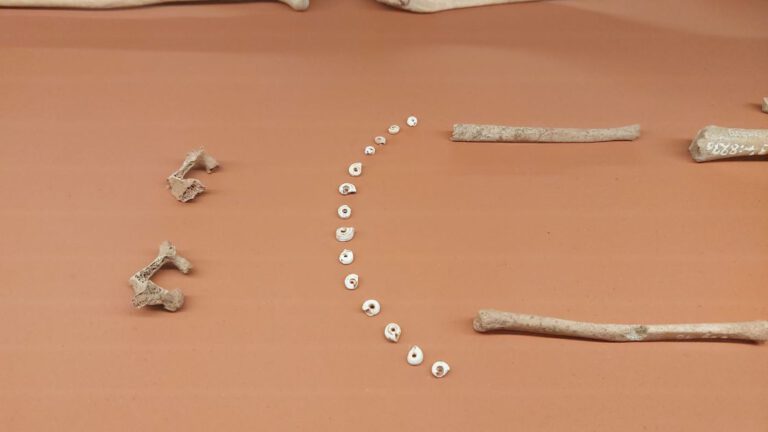 Sonderausstellung 2026 im Landesmuseum Halle